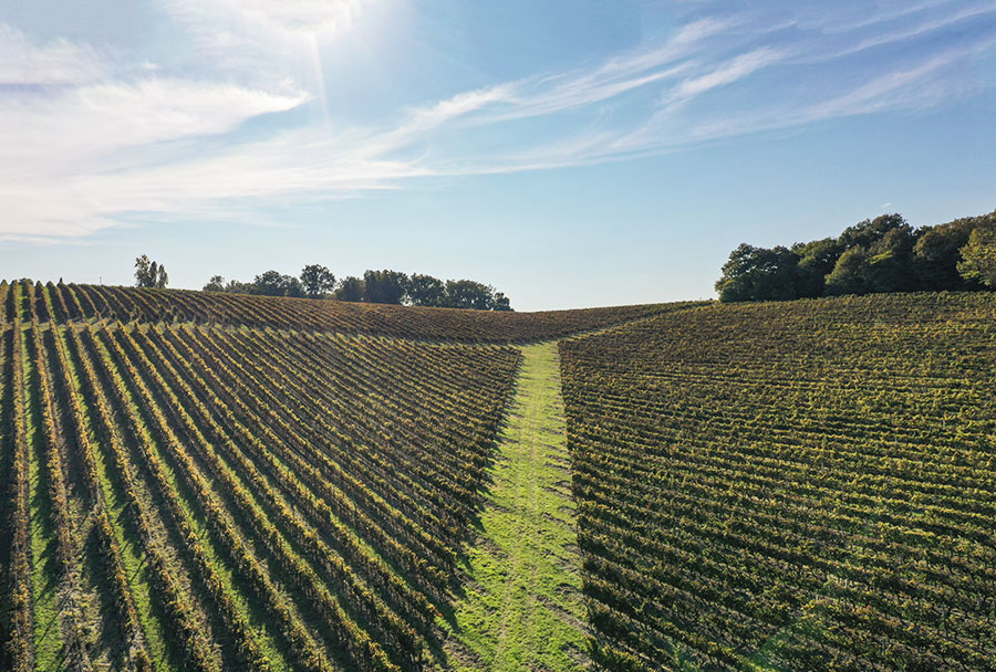 vignes langon, vignes sud gironde